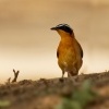 Drozdik belobrvy - Cossypha heuglini - White-browed Robin-chat o1399